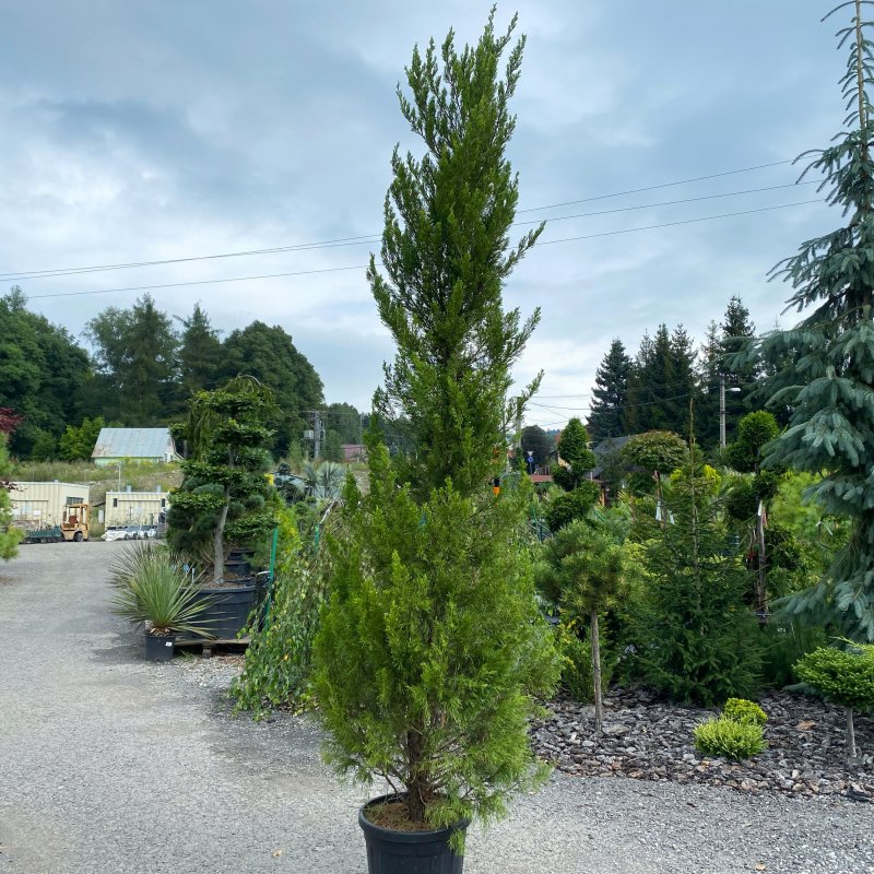 Juniperus chinensis (Borievka čínska) ´SPARTAN´ - kont. C35L, výška: 200-250 cm